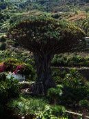 Study & Live in your Teacher's Home, Tenerife