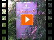 International House - Riviera Maya -  (Video)