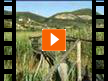 ILM - Istituto Linguistico Mediterraneo -  (Video)