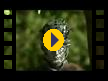 LSI - Language Studies International - Central - (Video) LSI - Language Studies International - Central - (Video)