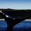 COINED, Puerto Madryn