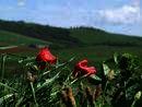 Study & Live in your Teacher's Home, Isle of Wight