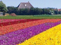 Nederländerna
