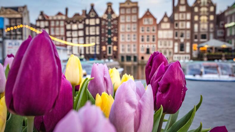 Influent - Tulipaner i Amsterdam